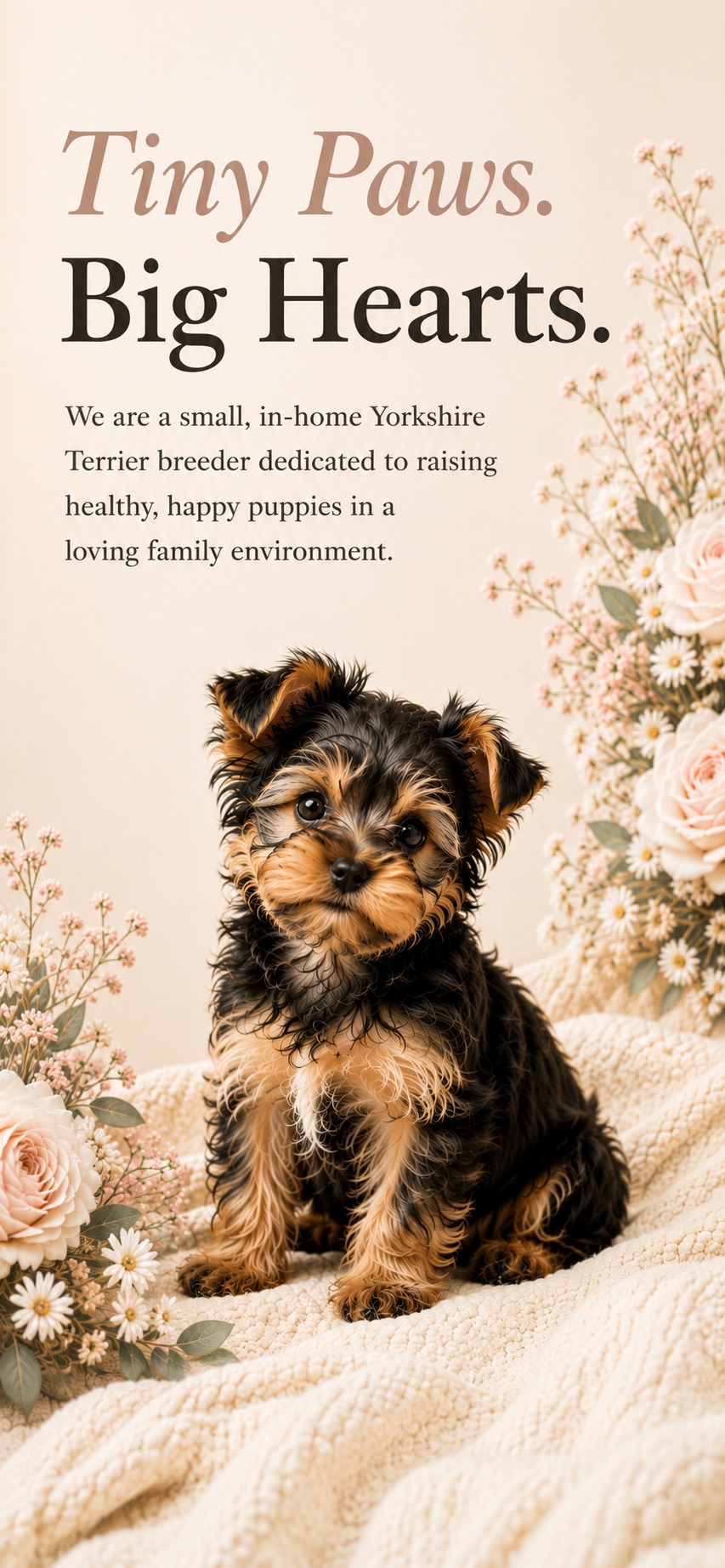 Magnolia Yorkies — Yorkshire Terrier breeder. Tiny Paws. Big Hearts. Raising healthy, happy Yorkie puppies.
